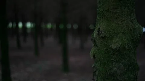 Moss on a tree in a forest Foto stock