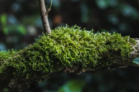Moss on a tree in the forest Stock Photos