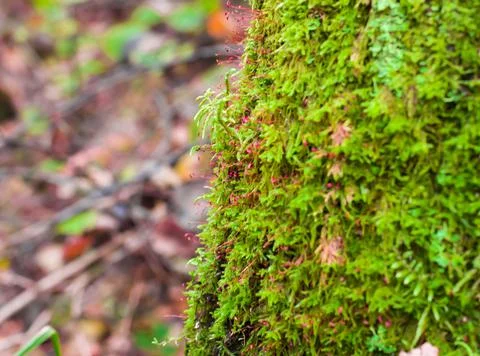 Moss on a tree in the forest Foto stock