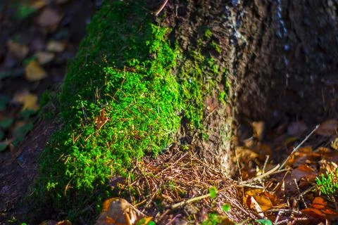 Moss on a tree in the forest Foto stock