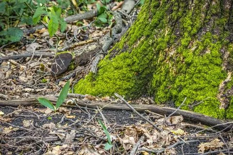Moss on a tree in the forest Stock Photos