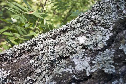 Moss on a tree in the forest. Selective focus. Stock Photos