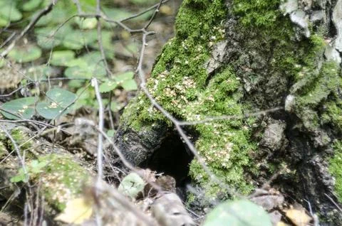 Moss on a tree in the forest. Selective focus. Stock Photos