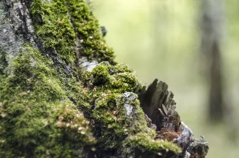Moss on a tree in the forest. Shallow depth of field. Stock Photos