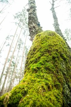 Moss on the tree. Green moss on a tree trunk in the forest. Stock Photos