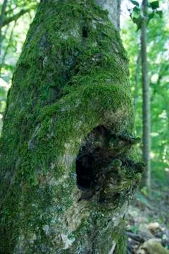 Moss on the Tree Hollow Foto stock