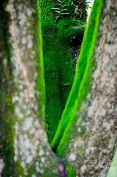 Moss, tree island Stock Photos