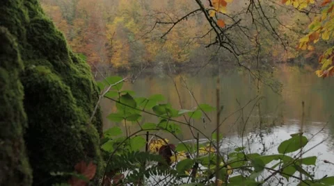 Moss Tree Lake Vidéo 43325718