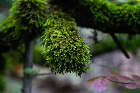 Moss on a tree macro Stock Photos