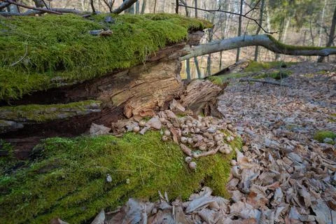 Moss on a tree in the middle of the forest Stock Photos