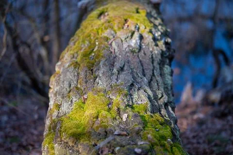 Moss on a tree in the middle of the forest Stock Photos