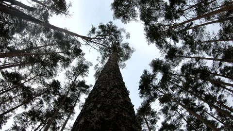 Moss on the tree. Moss in the forest. Tall tree in the forest Stock Footage 102506815
