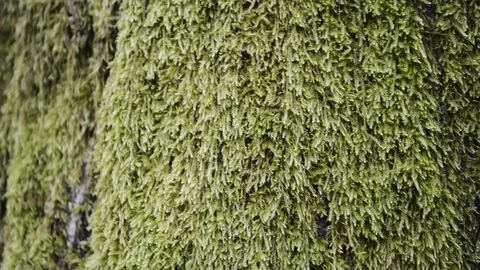 Moss on a tree. Moss texture Stock Footage 94202852