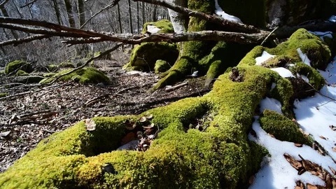 Moss on a tree in a natural beech forest Stock Footage 127629105