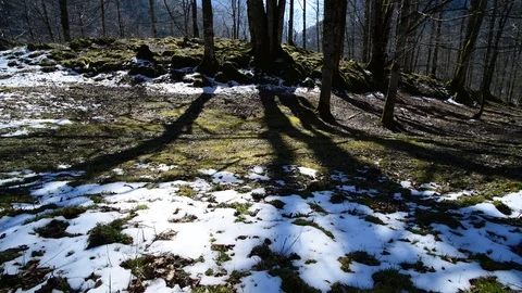 Moss on a tree in a natural beech forest Video stock 127630118