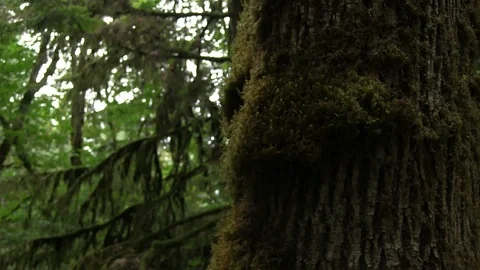 Moss on Tree Pan Stock Footage 119892727