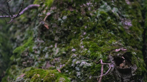 MOSS TREE PAN Stock Footage 219932457