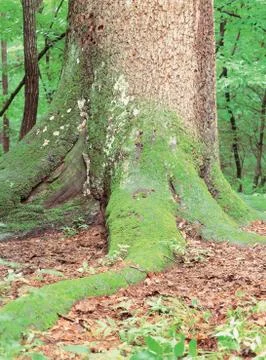 Moss on Tree Stock Photos
