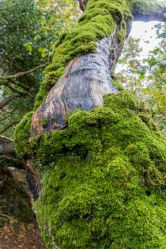 Moss on Tree Stockfoto's