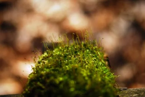 Moss on Tree Stock Photos