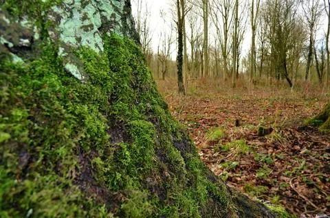 Moss on a Tree Stock Photos