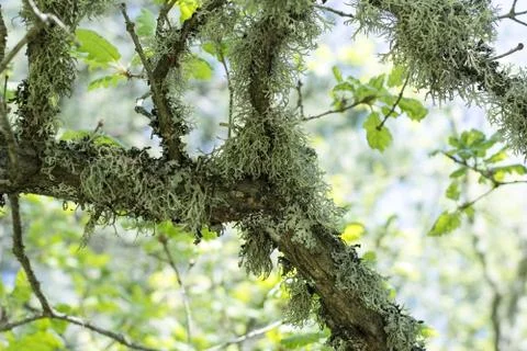 Moss on a tree Stock Photos