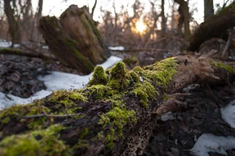 Moss on the tree Stock Photos