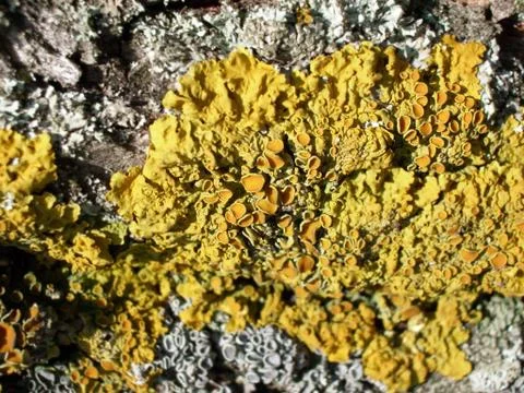 Moss on the tree Stock Photos