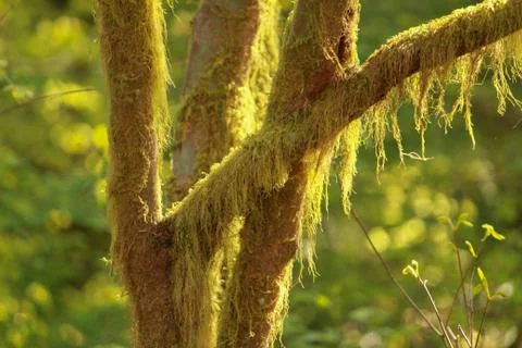 Moss on Tree Stock Photos
