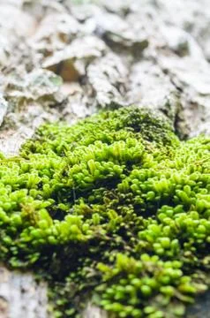 Moss on the tree Stock Photos