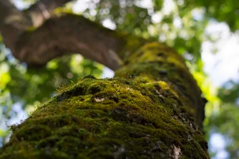 Moss on the tree Fotos de archivo