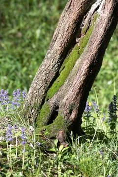 Moss on tree Stock Photos