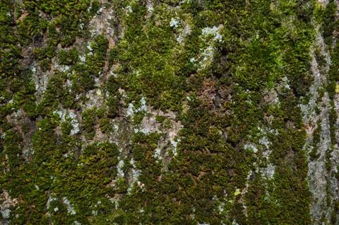 Moss on the tree Stock Photos