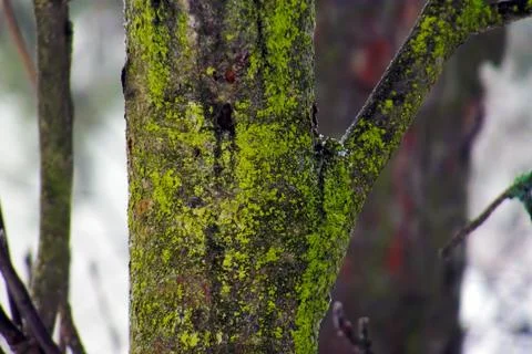 Moss on a tree Stock Photos