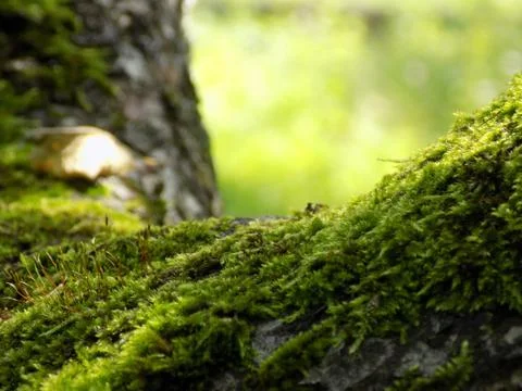 Moss on a tree Stock Photos