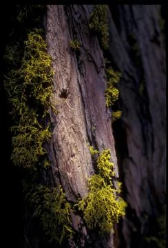Moss on Tree Stock Photos