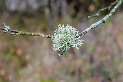 The moss on the tree Stock Photos