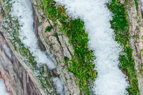 Moss on a tree Stock Photos