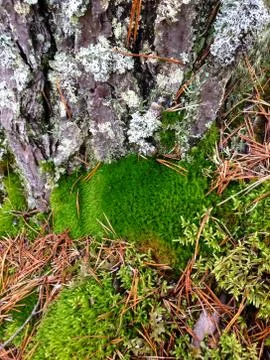 Moss on a Tree Foto stock