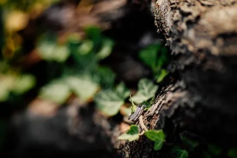 Moss on tree	 Stock Photos