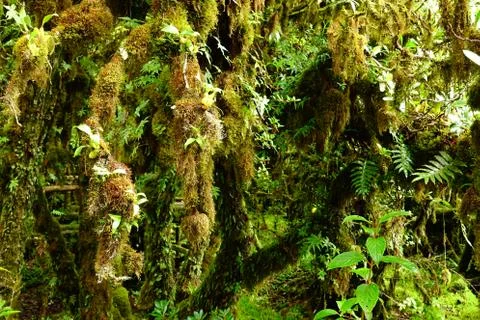 Moss on a tree 스톡 사진