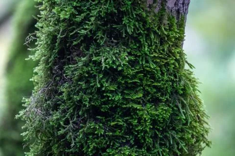 Moss on a tree Stock Photos