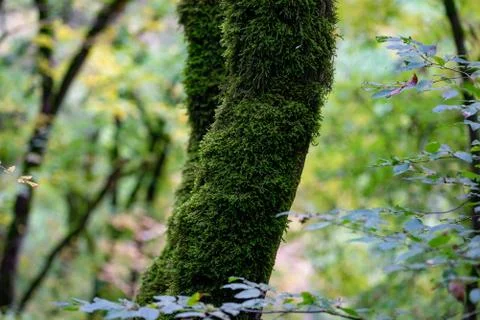 Moss on a tree Stock Photos