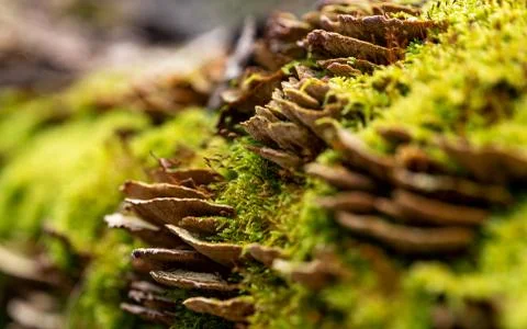 Moss on tree Foto stock