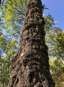 Moss on the tree Stock Photos