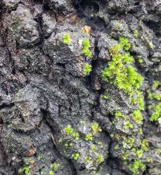 Moss on tree Stock Photos