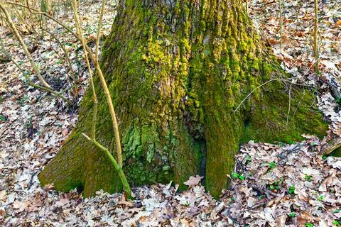 Moss on the tree Stock Photos