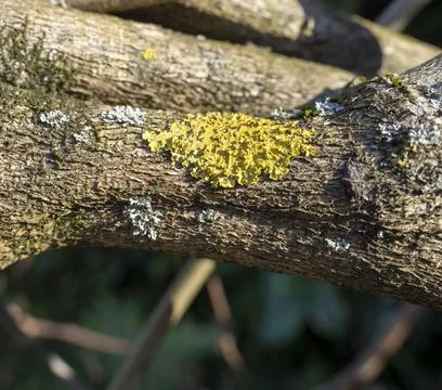 Moss on tree Stock Photos