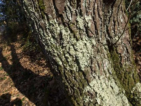 Moss on tree Stock Photos