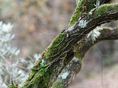 Moss on tree Stock Photos